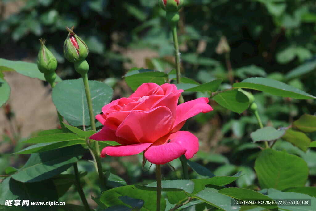月季花 