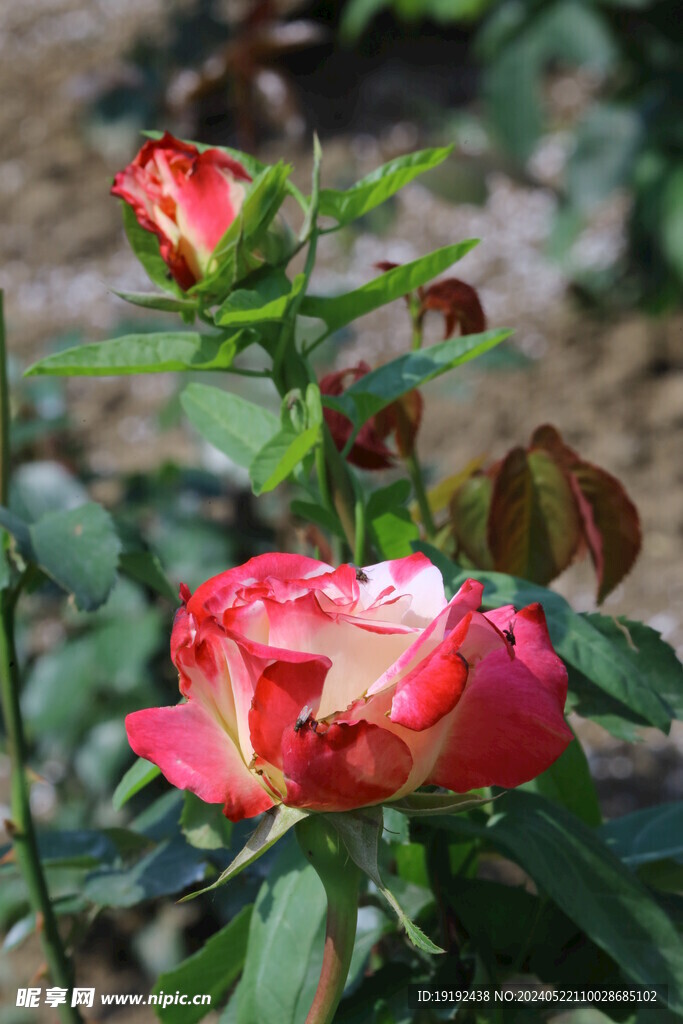 月季花  