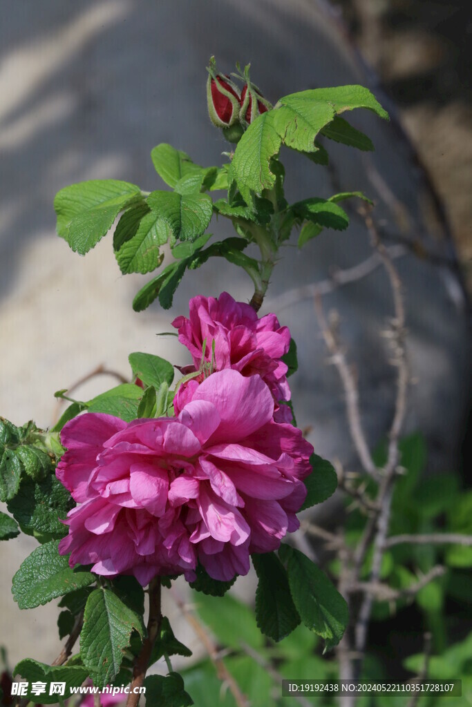玫瑰花 