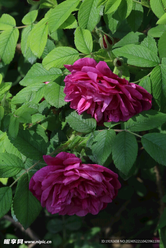玫瑰花 