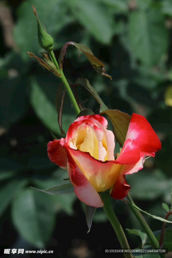 月季花  