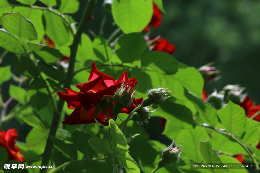 月季花 