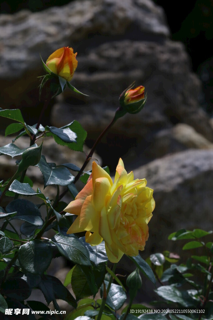 月季花  
