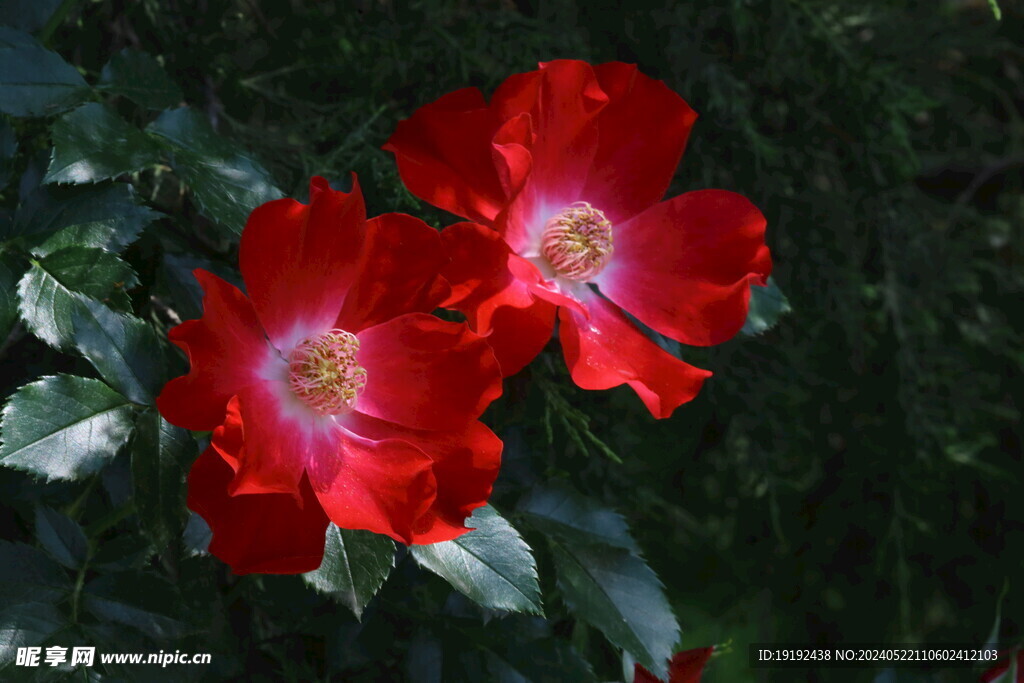月季花 