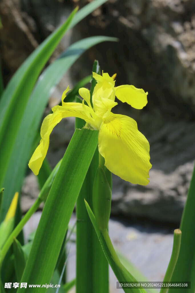 黄菖蒲  