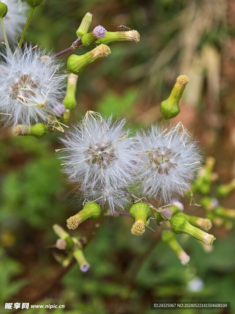 野草