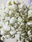 小白花