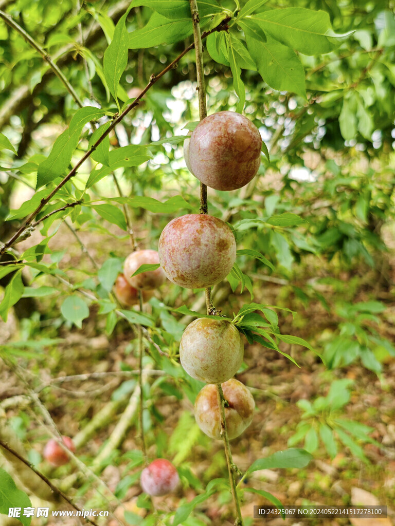 三华李果树