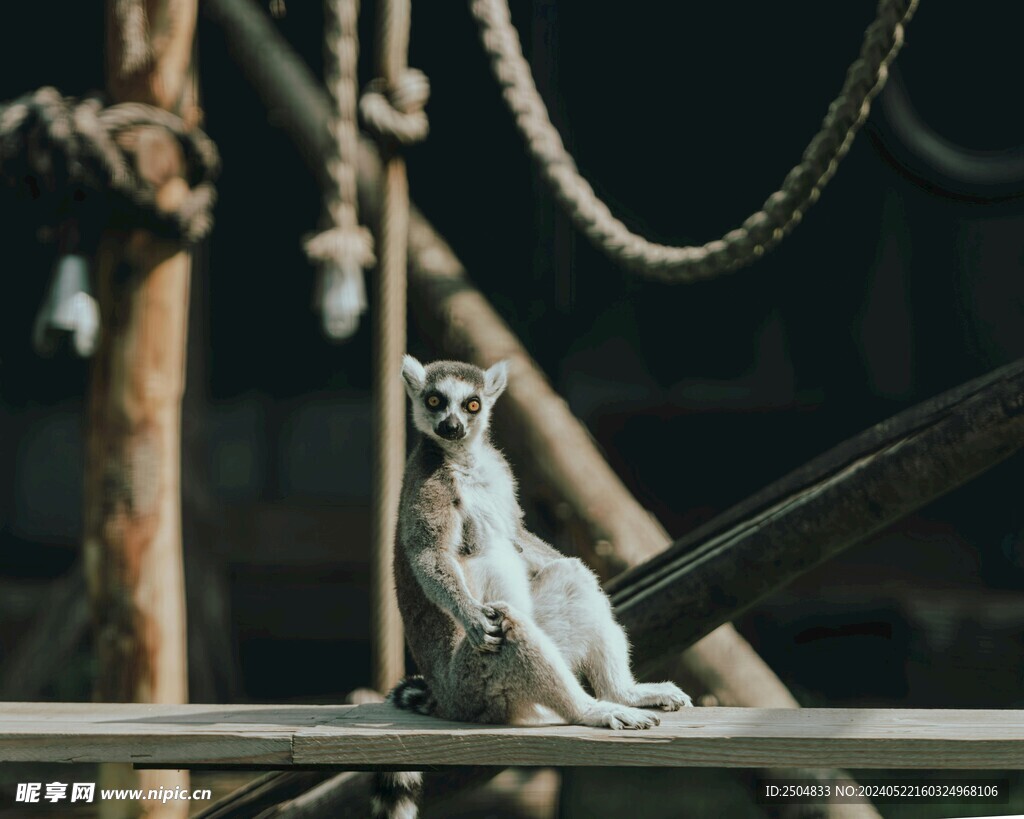 猴