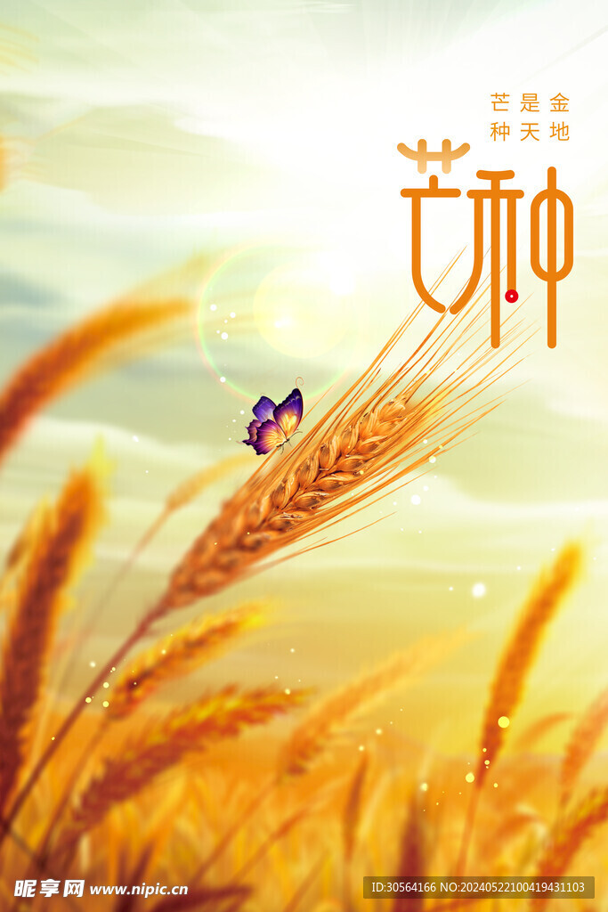 芒种
