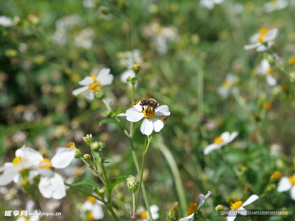 野花小菊花