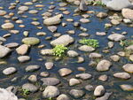 河道鹅卵石