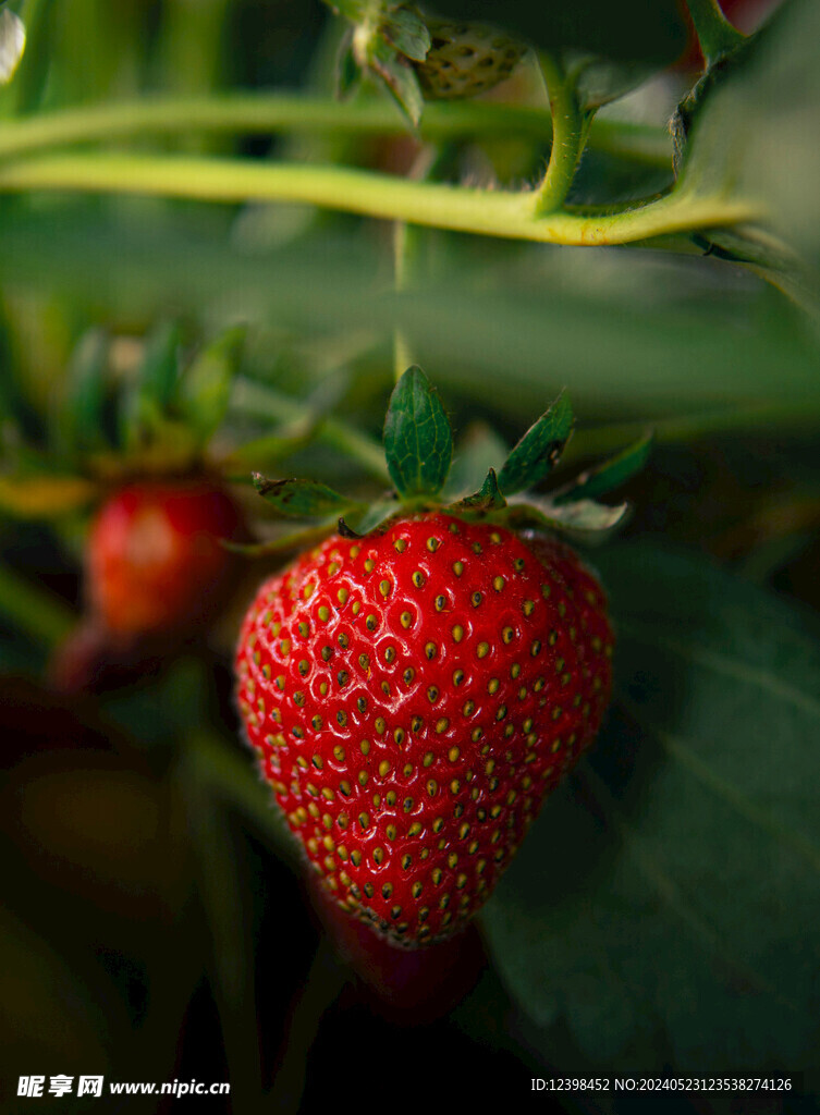新鲜草莓