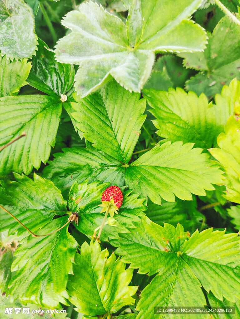 草莓