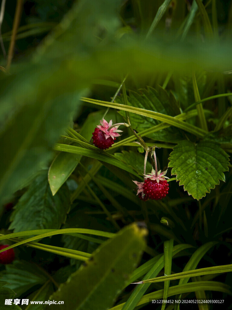 草莓