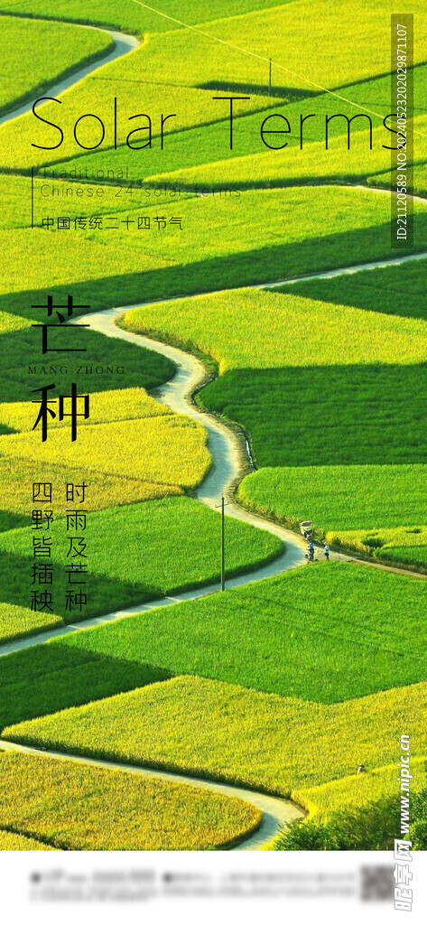 芒种 节气海报