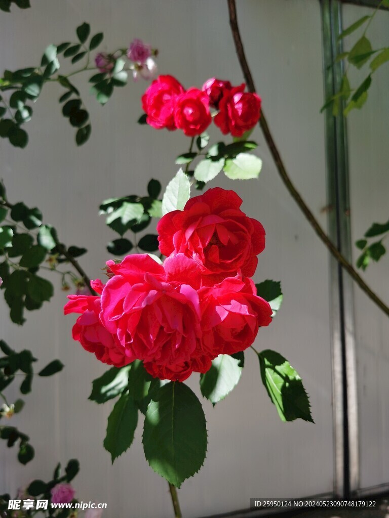 蔷薇