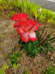 月季花