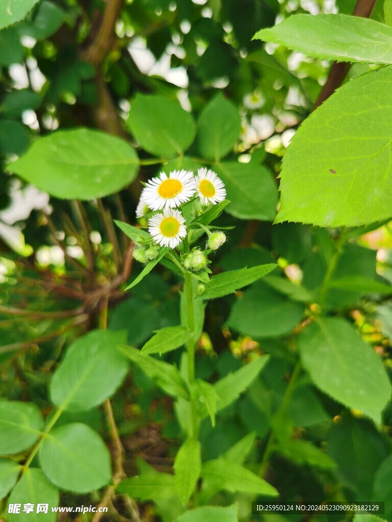 一年蓬