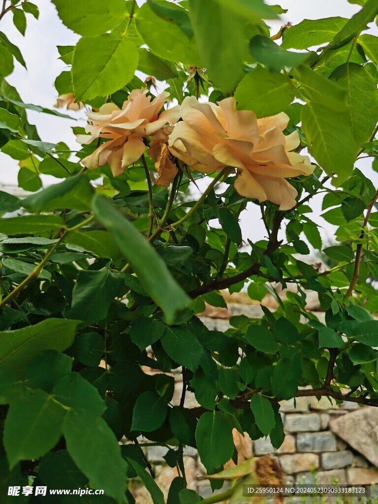 月季