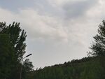 远山大树