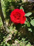 月季花