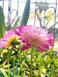 大丽花