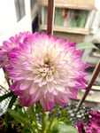 大丽花