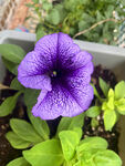 牵牛花