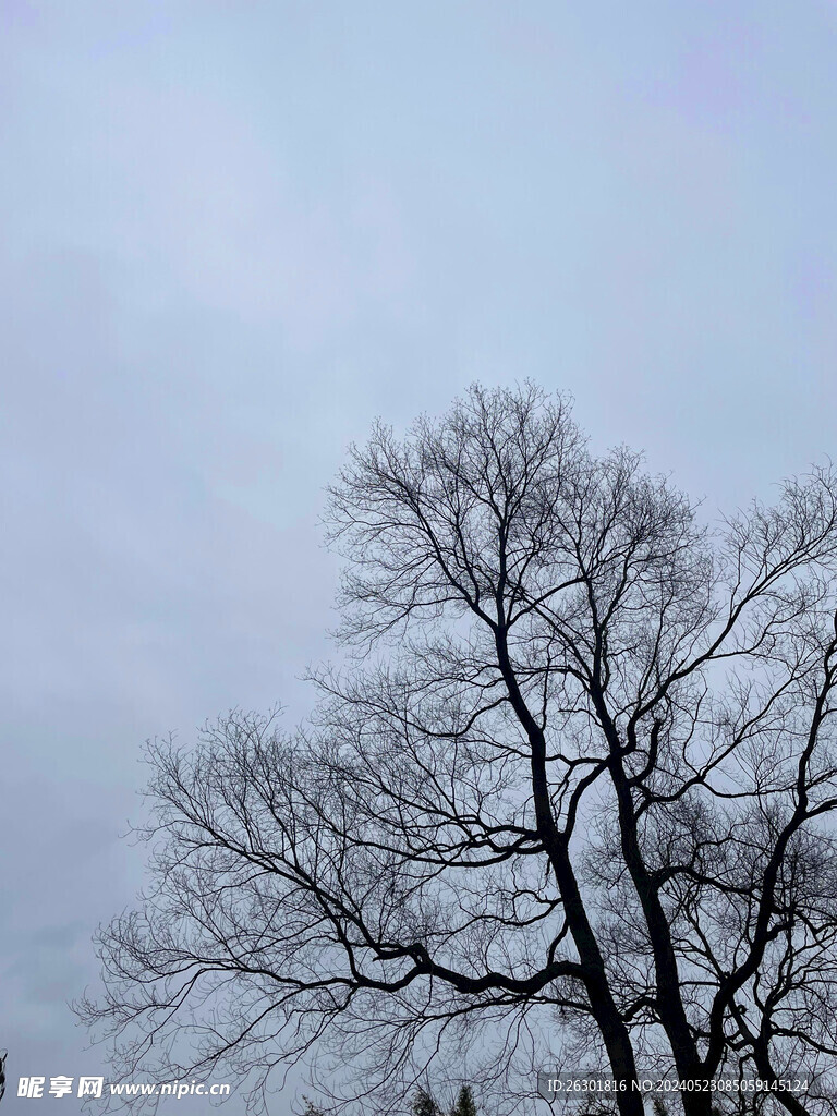 枯树天空