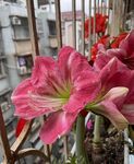 棉花糖朱顶红