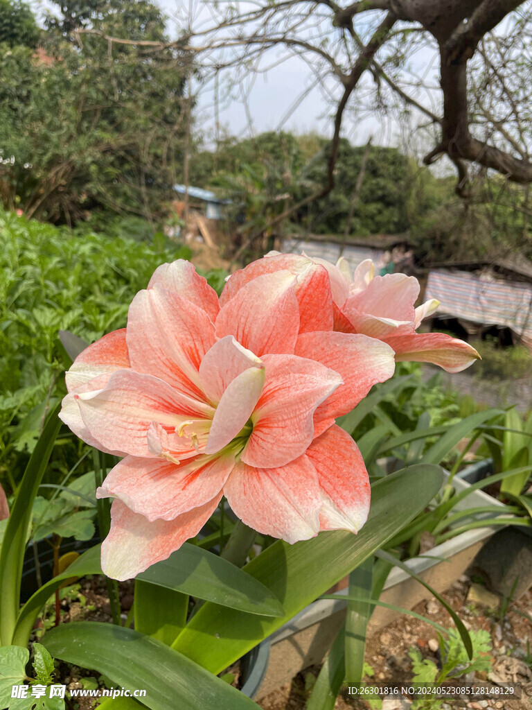 粉色荣耀朱顶红