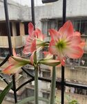 河舞朱顶红