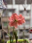 nk4朱顶红