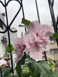 薄荷冰沙