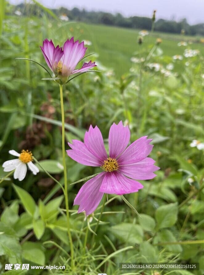 格桑菊