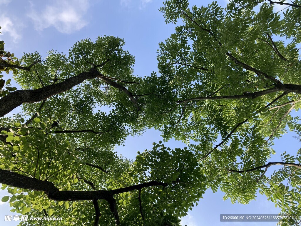 树木 风景 天空