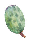手绘仙人掌