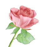一朵手绘玫瑰花 