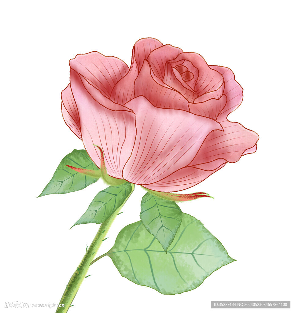一朵手绘玫瑰花 