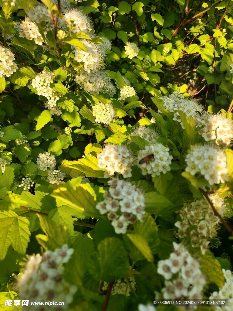 野花背景
