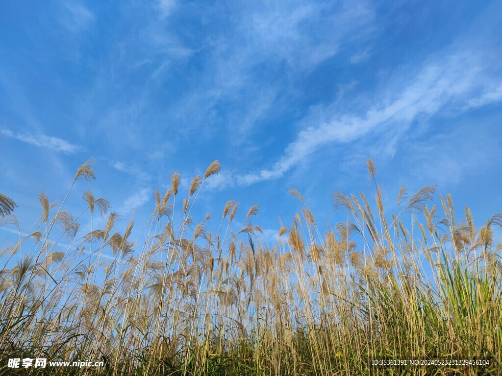 向阳的芦苇