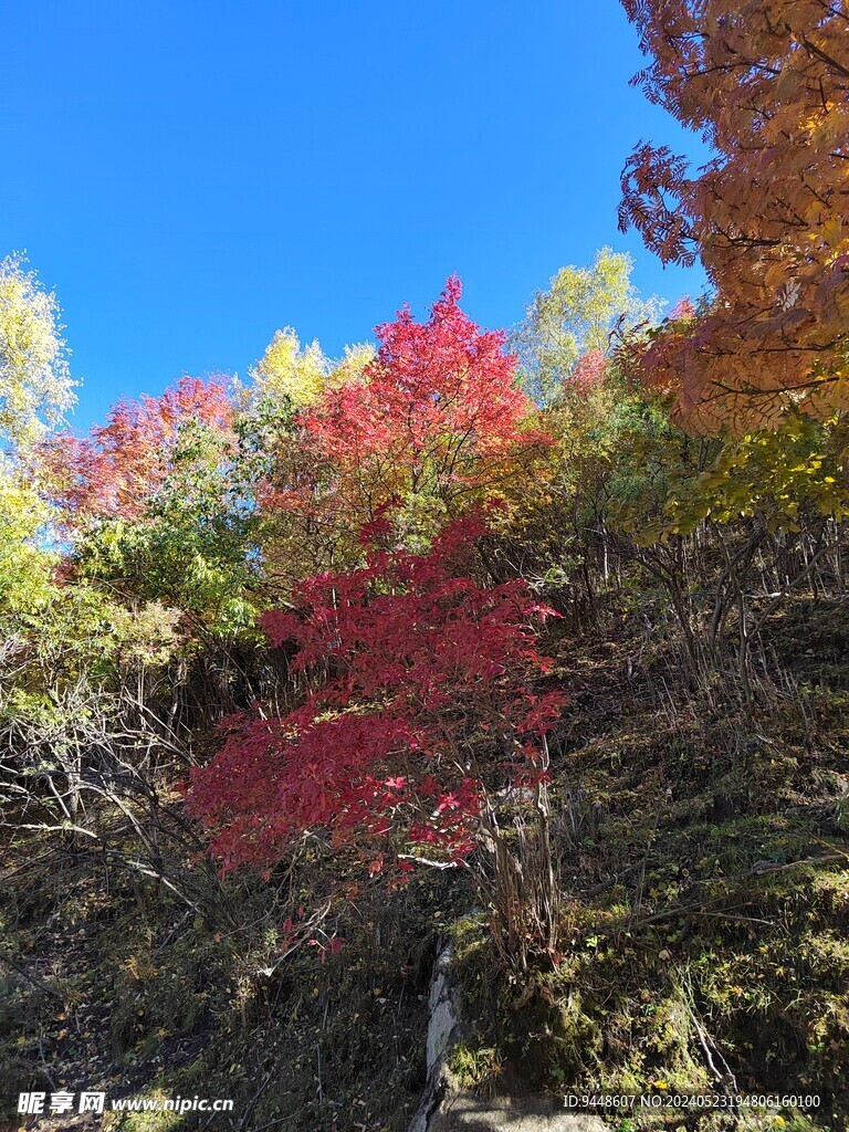 秋景图