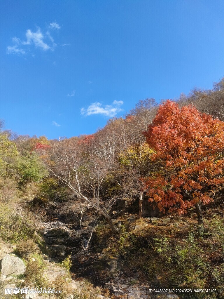 秋景图