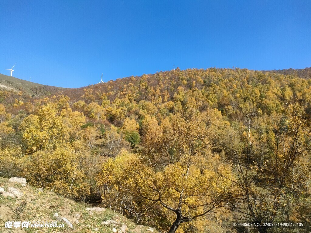 秋景图
