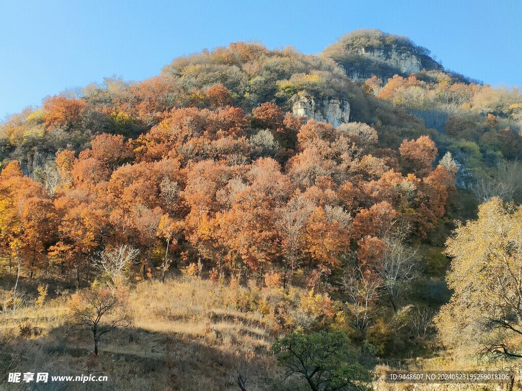 秋景图