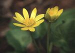 黄花