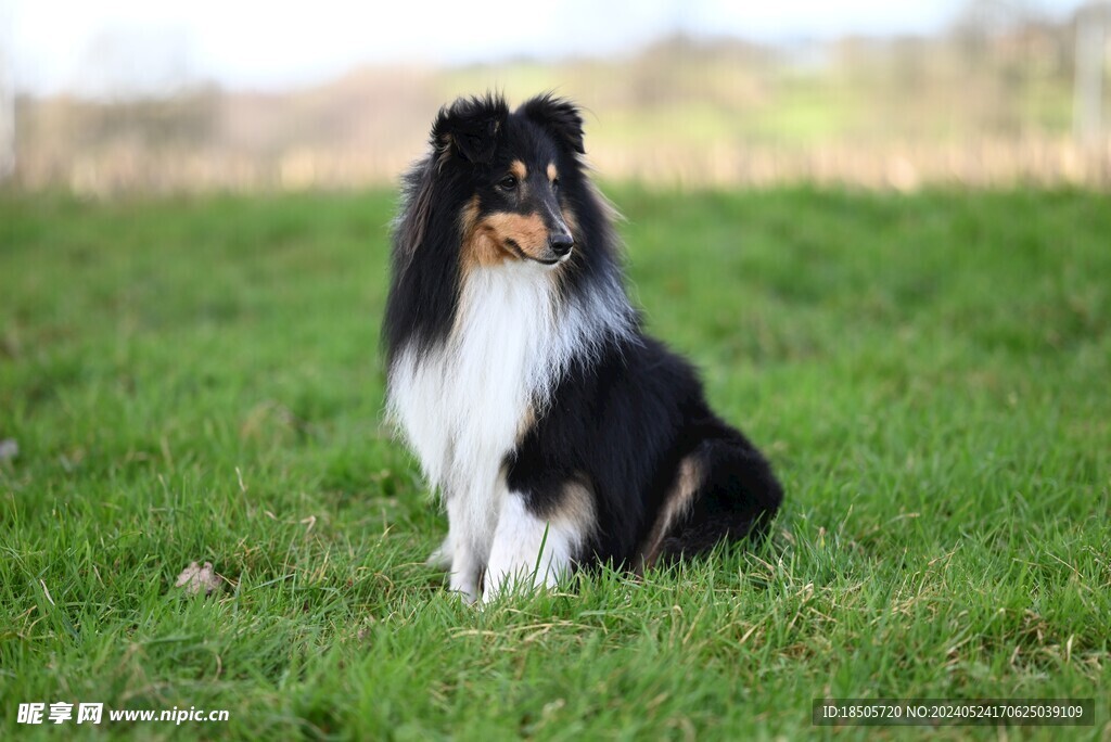 牧羊犬