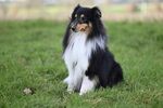 牧羊犬