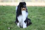 牧羊犬